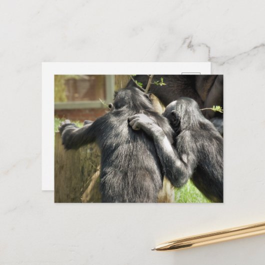 CARTE POSTALE CHIMPANZÉS (Devant/Arrière en situation)