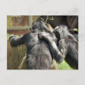 CARTE POSTALE CHIMPANZÉS (Devant)
