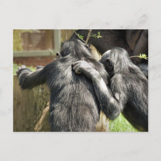 CARTE POSTALE CHIMPANZÉS (Devant)