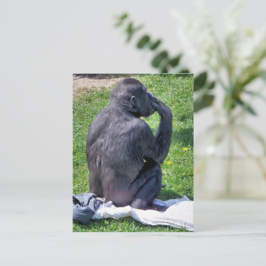 CARTE POSTALE CHIMPANZÉS (Debout devant)
