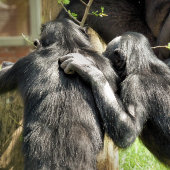 CARTE POSTALE CHIMPANZÉS