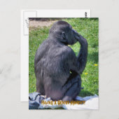 CARTE POSTALE CHIMPANZÉS (Devant / Derrière)