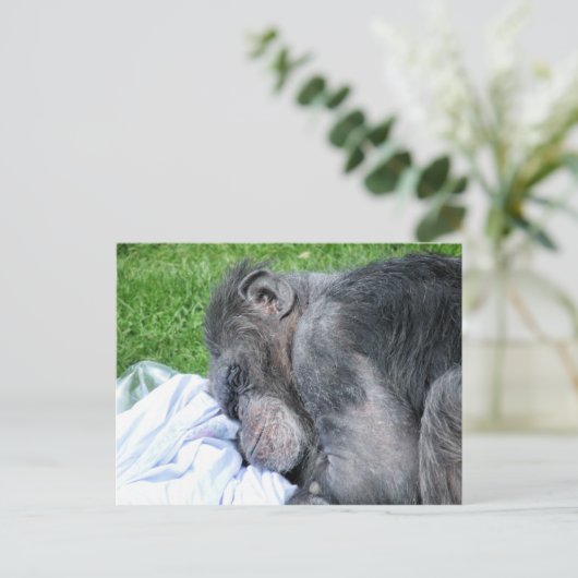 CARTE POSTALE CHIMPANZÉS (Debout devant)