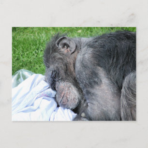 CARTE POSTALE CHIMPANZÉS