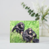 Carte Postale Chimpanzés mangeant de l'herbe (note bébé) (Debout devant)