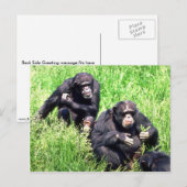Carte Postale Chimpanzés mangeant de l'herbe (note bébé) (Devant / Derrière)