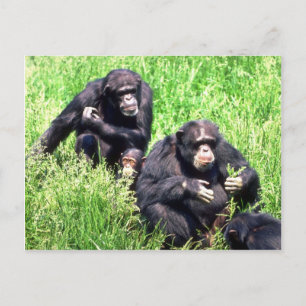 Carte Postale Chimpanzés mangeant de l'herbe (note bébé)