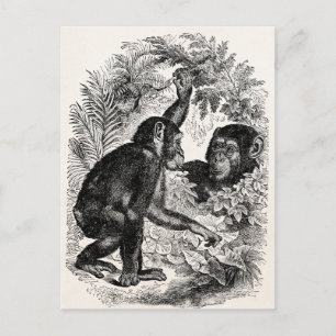 Carte Postale Chimpanzés vintages 1800 Monkey Chimp Modèle