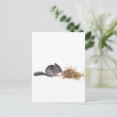 Carte Postale chinchillas (Debout devant)