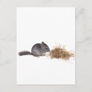 Carte Postale chinchillas