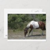 Carte Postale Chincoteague (Devant / Derrière)