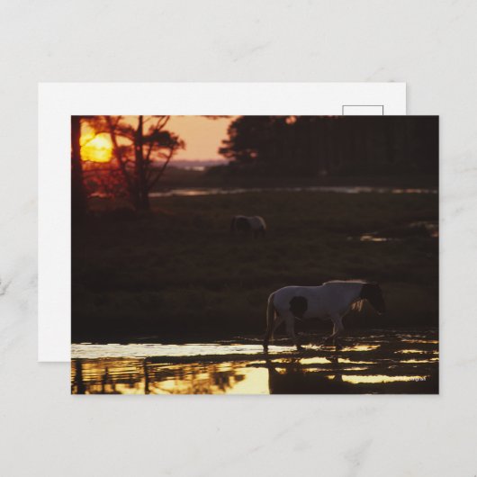 Carte Postale Chincoteague marche dans l'eau au coucher du solei (Devant / Derrière)