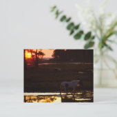 Carte Postale Chincoteague marche dans l'eau au coucher du solei (Debout devant)