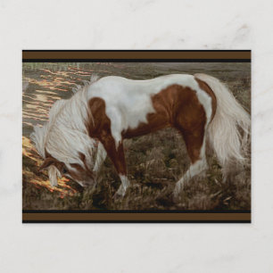 Carte Postale Chincoteague Pony PC