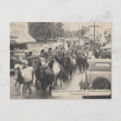 Carte postale Chincoteague Pony Vintage 1941 (Devant)