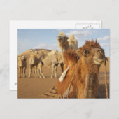 Carte Postale Chine, Mongolie intérieure, désert de Badain Jaran (Devant / Derrière)