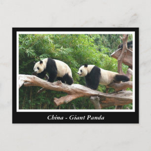 Carte Postale Chine - Panda géant