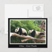 Carte Postale Chine - Panda géant (Devant / Derrière)