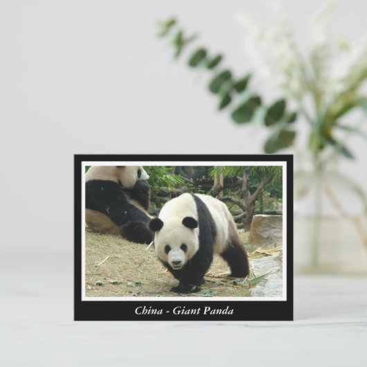 Carte Postale Chine - Panda géant (Debout devant)