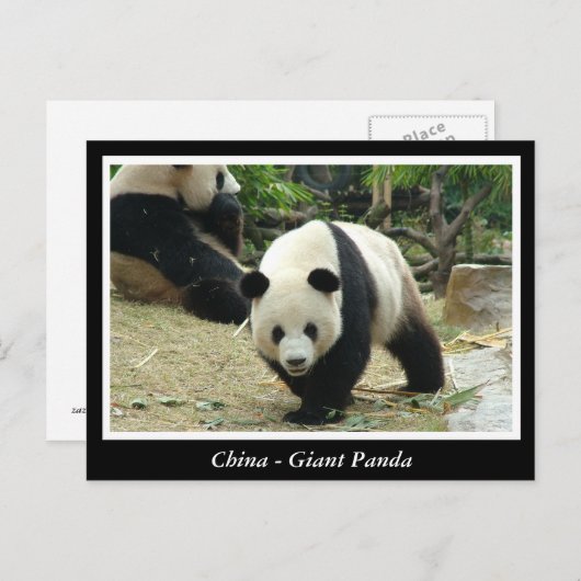 Carte Postale Chine - Panda géant (Devant / Derrière)