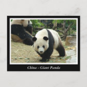 Carte Postale Chine - Panda géant (Devant)
