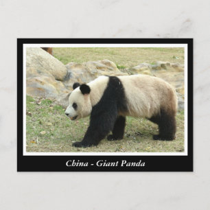 Carte Postale Chine, Panda géant