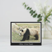 Carte Postale Chine, Panda géant (Debout devant)