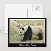 Carte Postale Chine, Panda géant (Devant / Derrière)