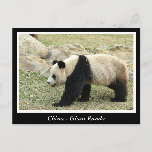 Carte Postale Chine, Panda géant (Devant)