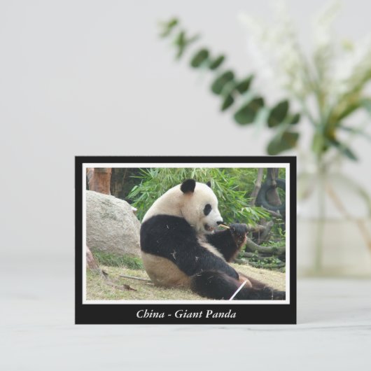 Carte Postale Chine - Panda géant (Debout devant)