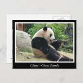 Carte Postale Chine - Panda géant (Devant / Derrière)