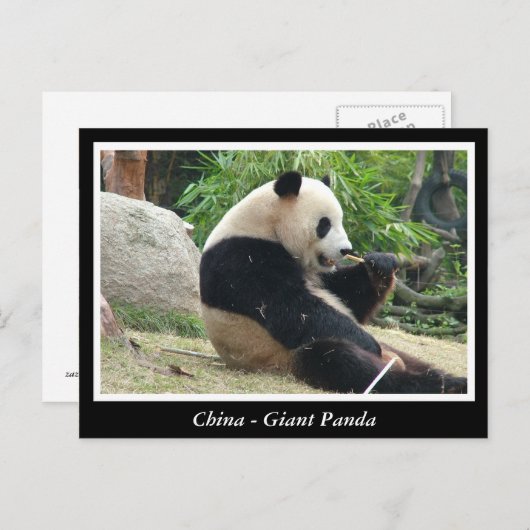 Carte Postale Chine - Panda géant (Devant / Derrière)