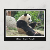 Carte Postale Chine - Panda géant (Devant)