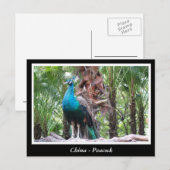 Carte Postale Chine, paon (Devant / Derrière)