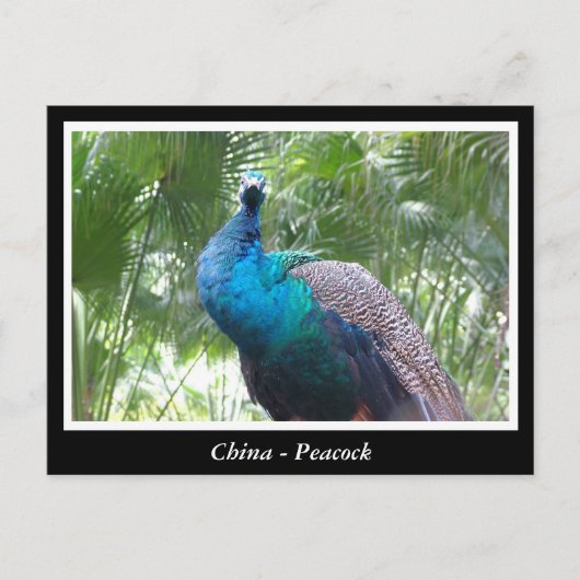 Carte Postale Chine, paon (Devant)