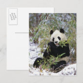 Carte Postale Chine, province du Sichuan. Le géant Panda se nour (Devant / Derrière)