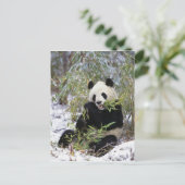 Carte Postale Chine, province du Sichuan. Le géant Panda se nour (Debout devant)