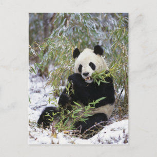 Carte Postale Chine, province du Sichuan. Le Panda géant se nour