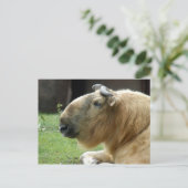 Carte Postale chinese-takin-4 (Debout devant)