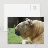 Carte Postale chinese-takin-4 (Devant / Derrière)