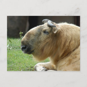 Carte Postale chinese-takin-4