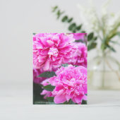 Carte Postale Chinois [Carte postale] (Debout devant)