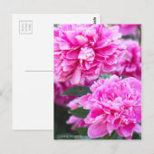 Carte Postale Chinois [Carte postale] (Devant / Derrière)