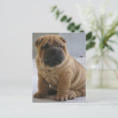 Carte Postale Chinois Shar Pei (Debout devant)