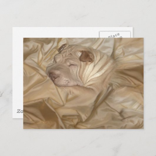 Carte Postale Chinois Shar Pei Camouflé en étincelles (Devant / Derrière)