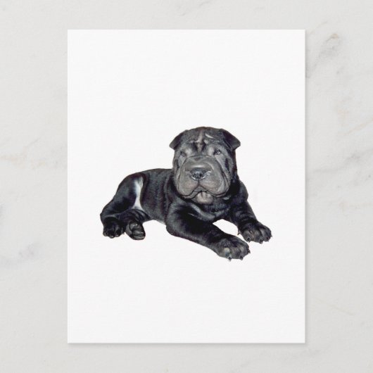 Carte Postale Chinois Shar Pei - chiot noir (Devant)