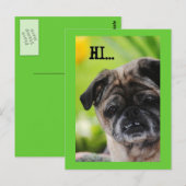 Carte postale chinoise Carlin Dog Hi (Devant / Derrière)