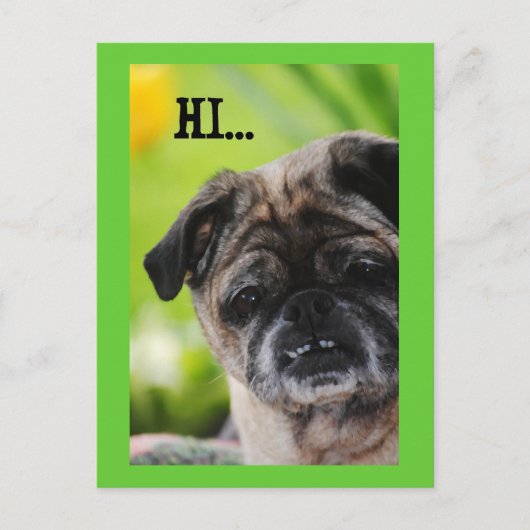 Carte postale chinoise Carlin Dog Hi (Devant)