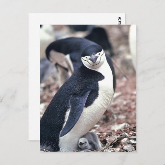 Carte Postale Chinstrap Penguin, Manchot ? jugulaire ( Pygosceli (Devant / Derrière)