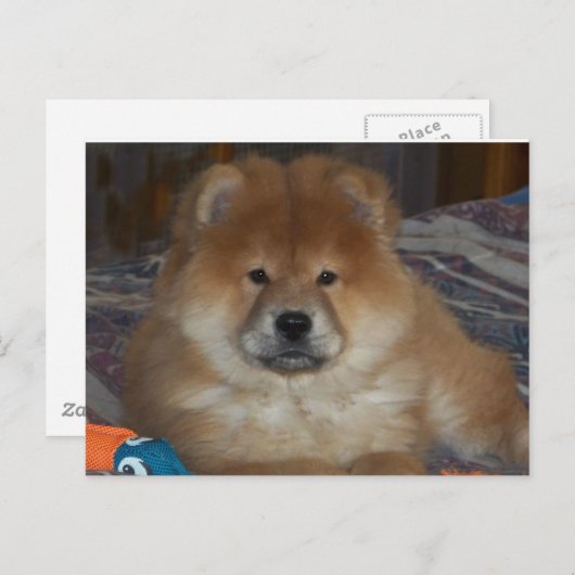 Carte Postale Chiot (Devant / Derrière)